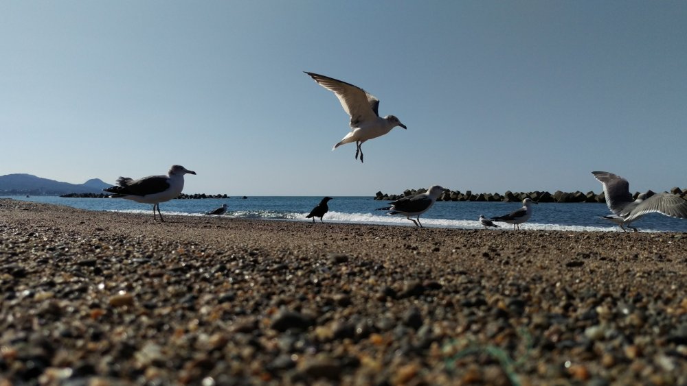 Морские птицы Охотского моря