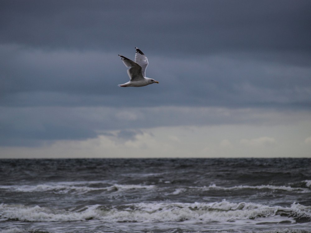 Альбатрос на Балтийском море