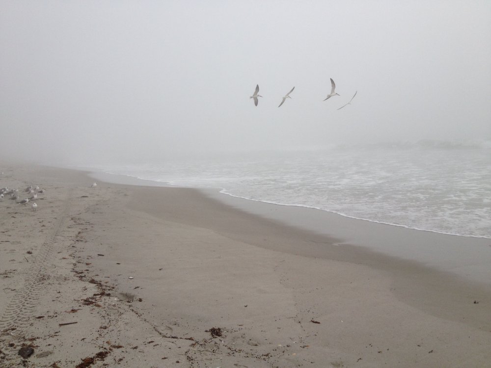 Пляж в тумане