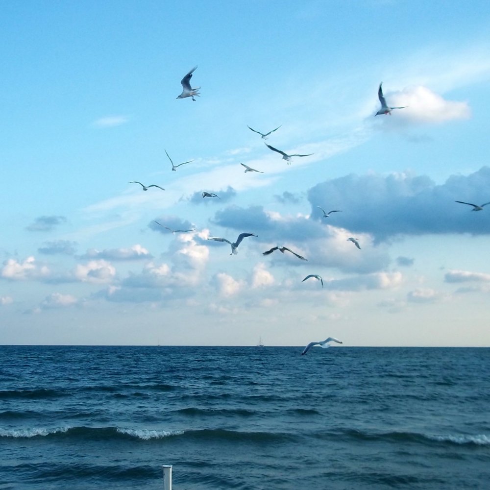 Небо море птицы
