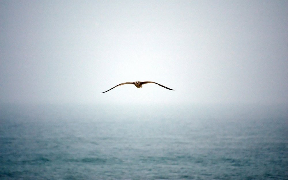 Птицы летающие над морем