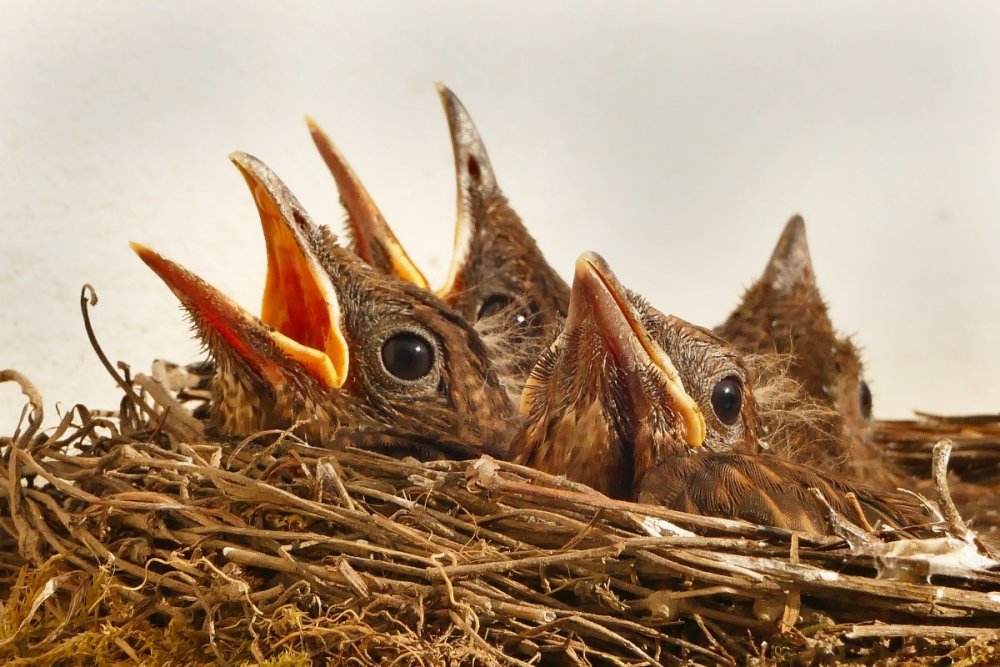 Птенцы гнездовых птиц