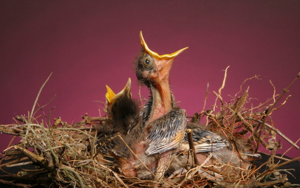 Голодные птенцы в гнезде