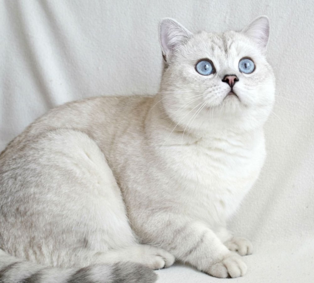 Британская короткошёрстная кошка характеристика