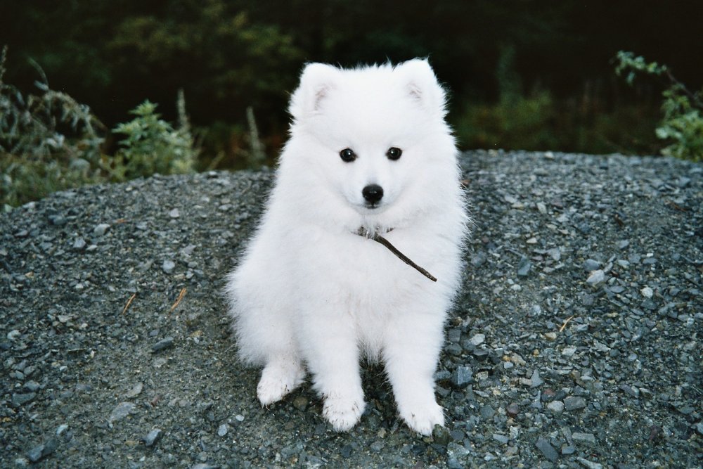 Белая маленькая собака терьер