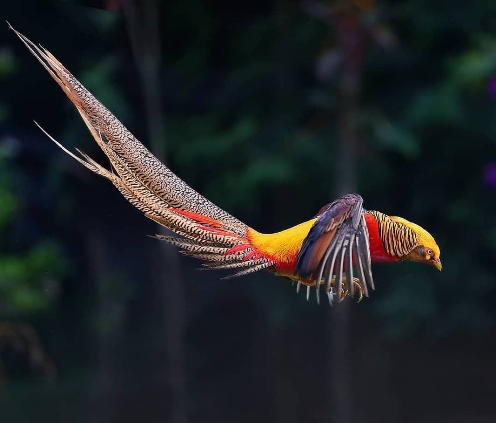 Балийская Райская птица