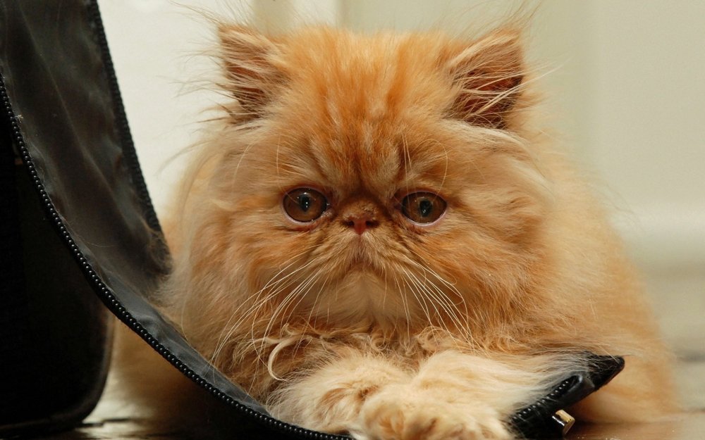 Персидско Сибирский рыжий кот