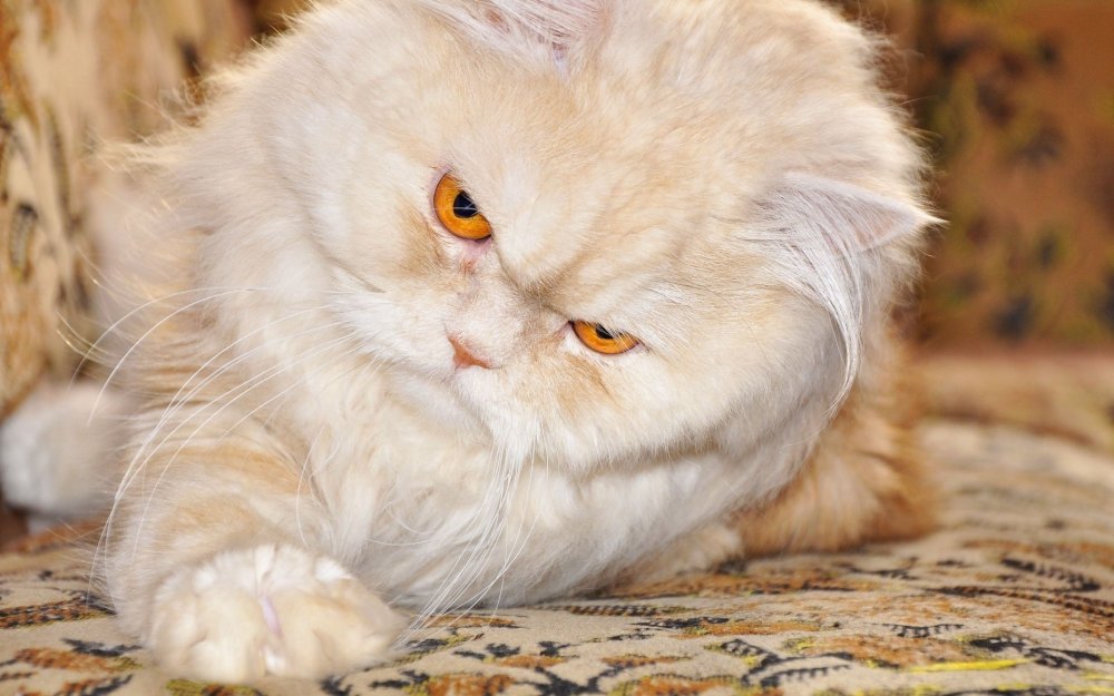 Персидская голубая длинношерстная кошка