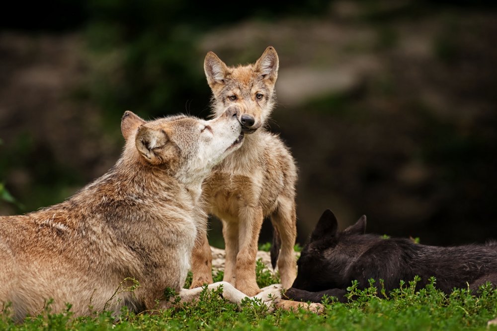 Волк волчица и Волчонок