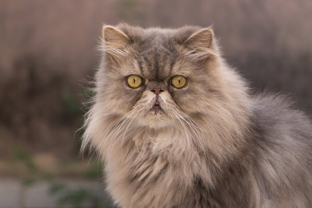 Персидская кошка европейская
