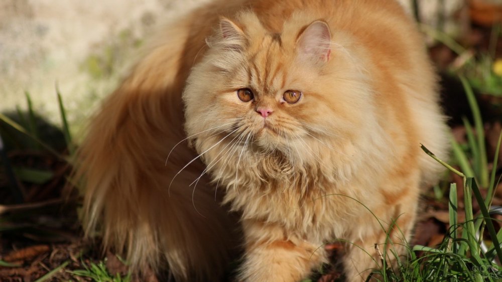 Котята персидской породы