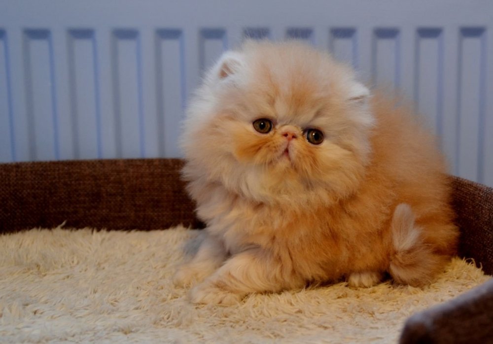 Порода кота персидский экстремал