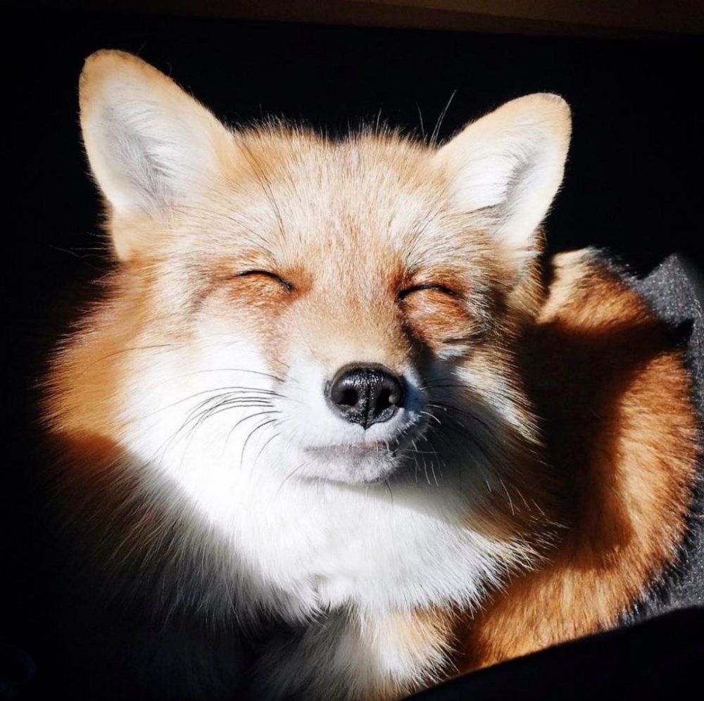 Красивые фотографии лисичек