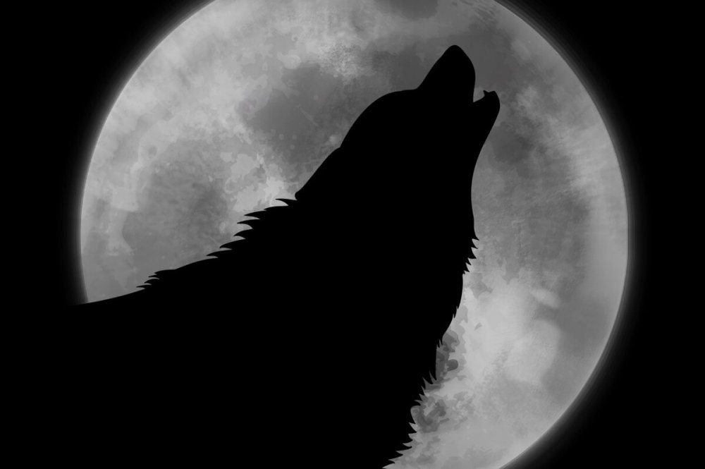Черный волк ночью