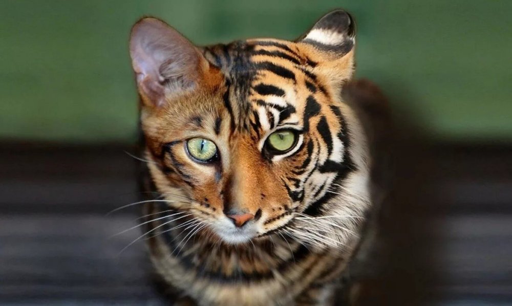 Кот тигр