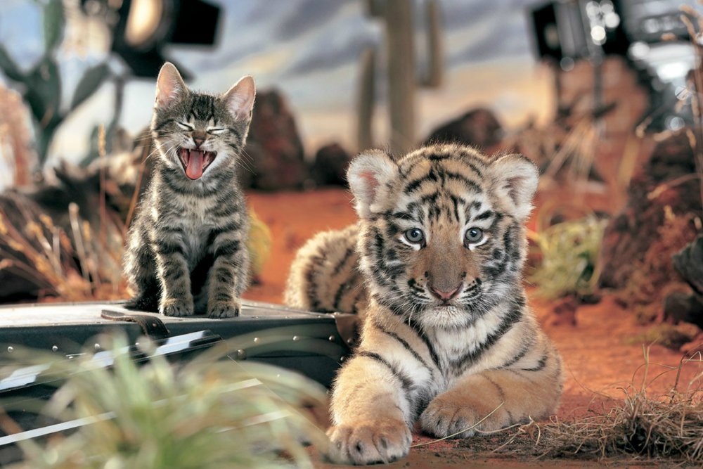 Тайгер тигр кот