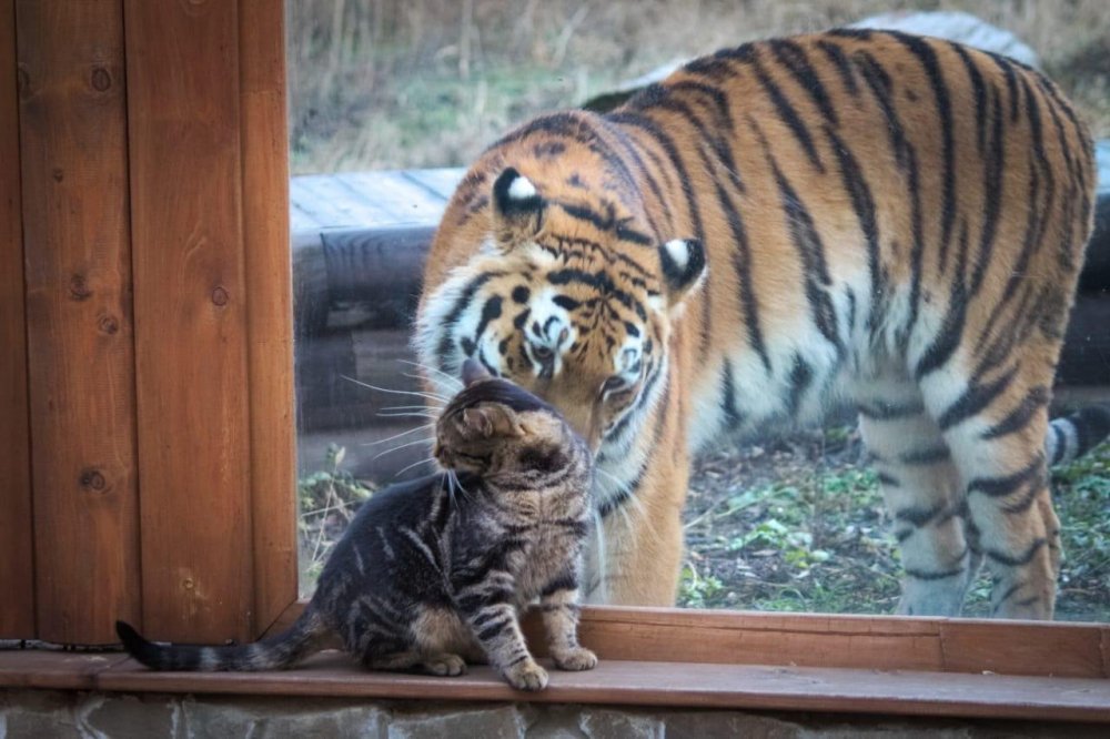 Тигр в Ростовском зоопарке
