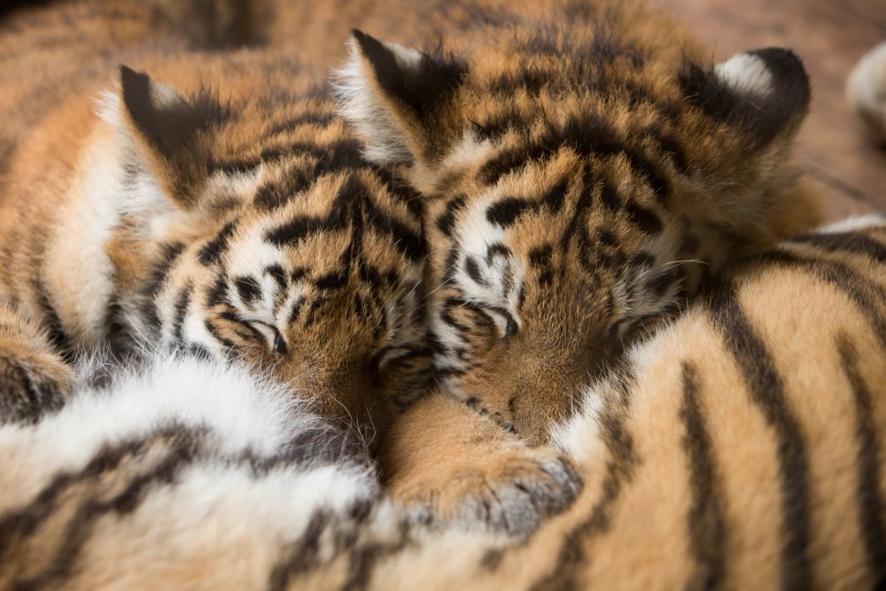 Амурский тигр спит