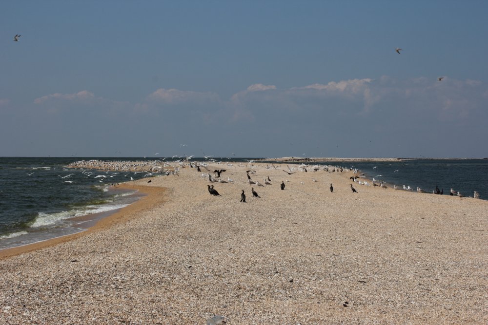 Птицы на черном море в Анапе