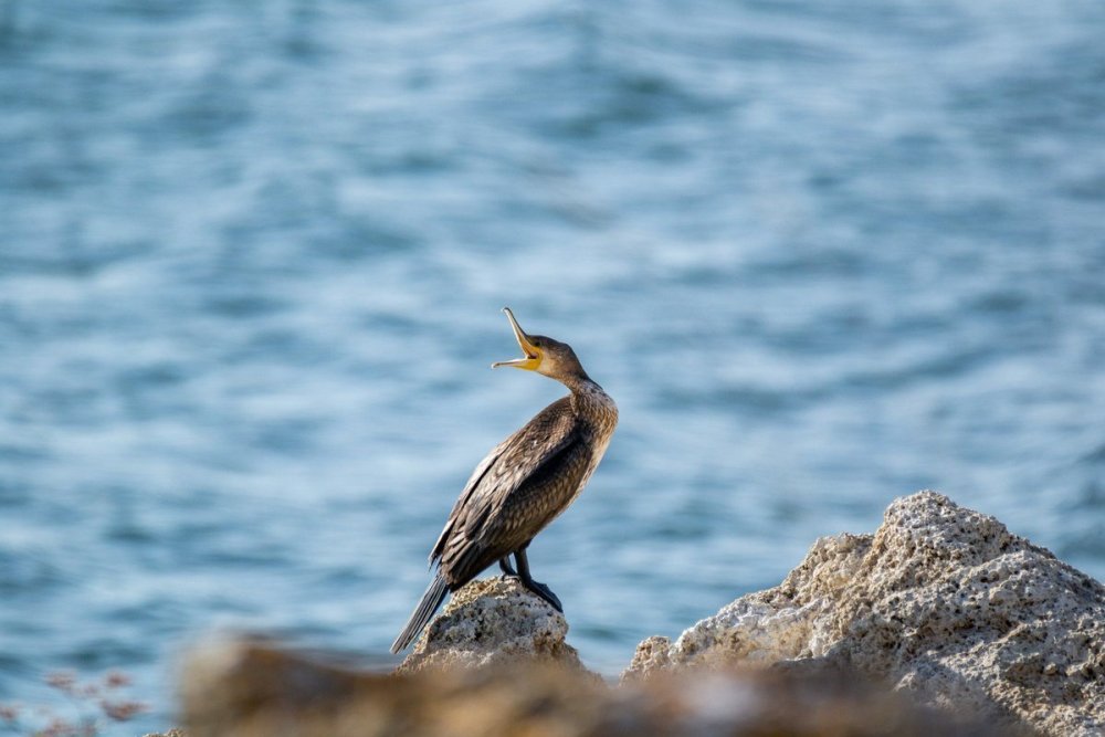 Баклан птица Азовское море