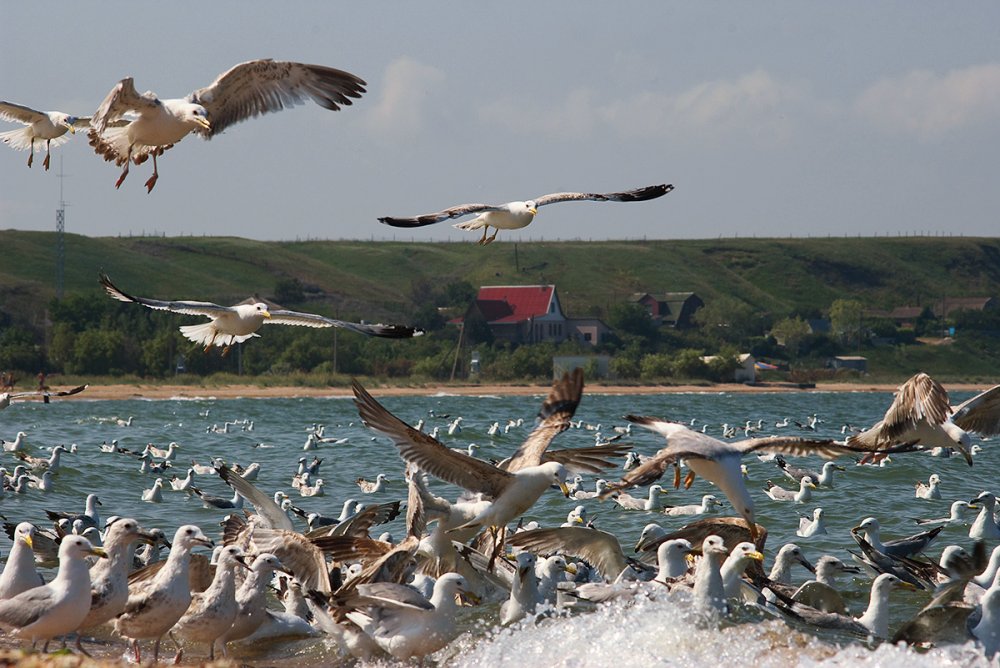 Альбатрос птица Азовское море