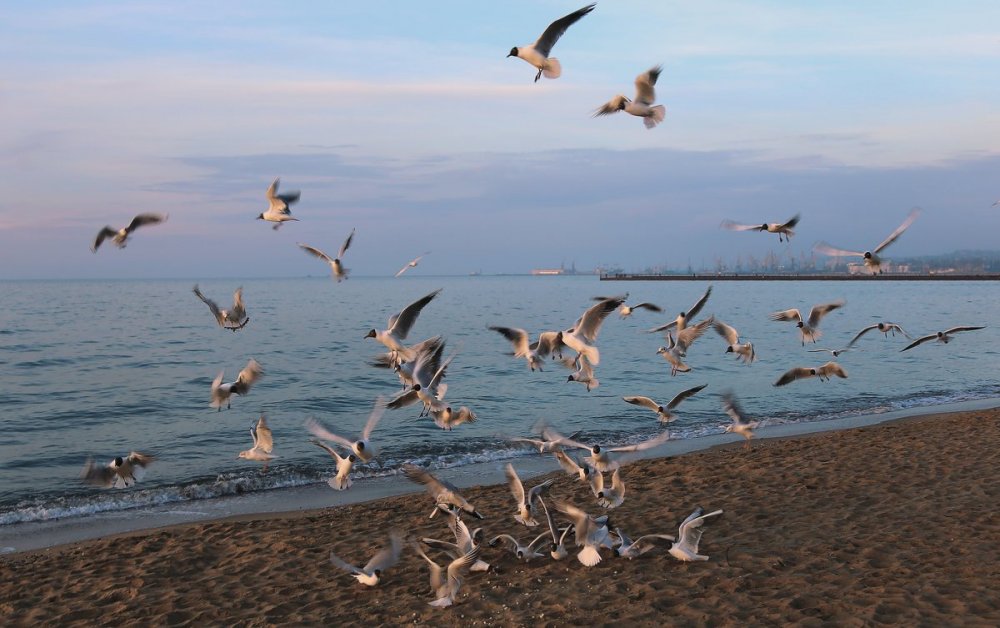 Птицы Азовского моря Ейск