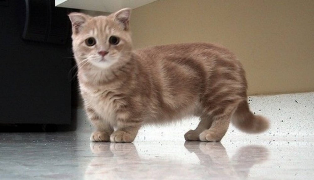 Манчкин длинношёрстный кошка