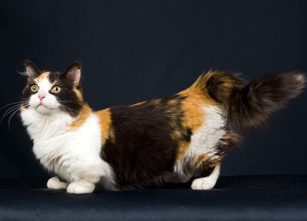Коротколапые кошки порода манчкин