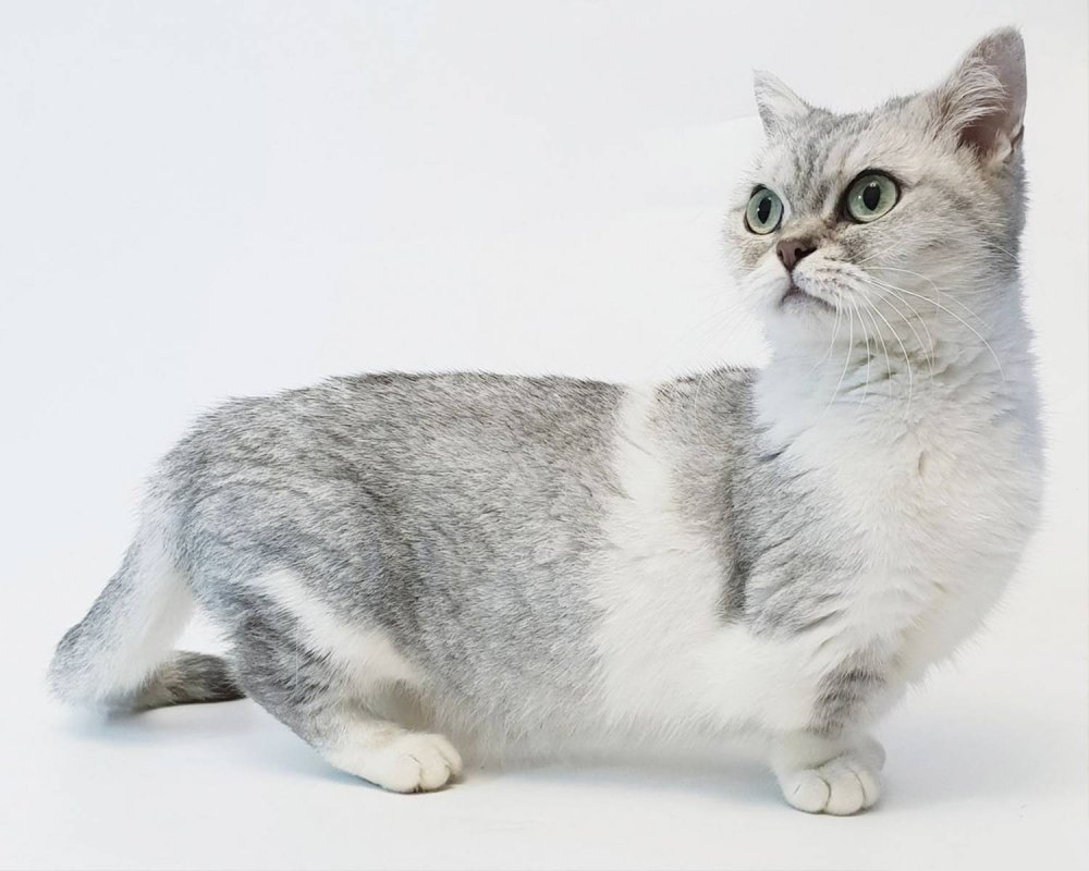 Манчкин кошка размер