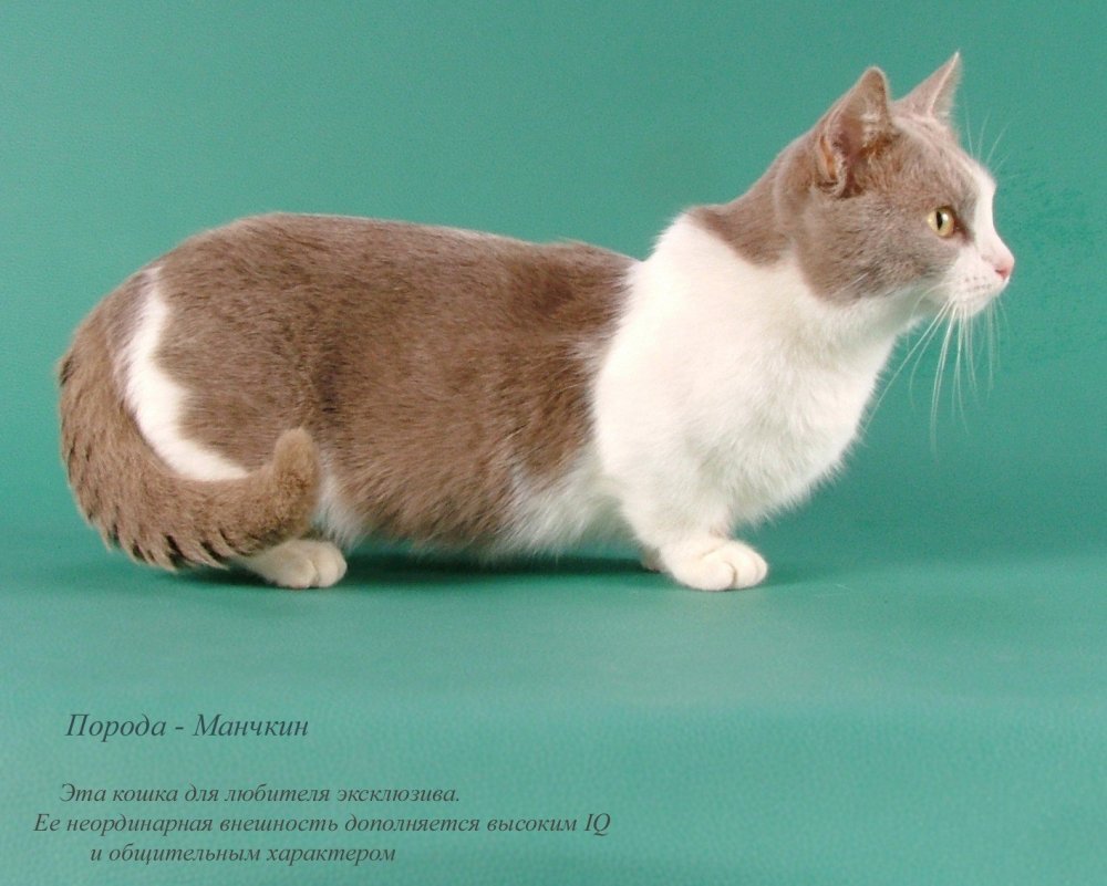 Японская порода кошек Манчкин