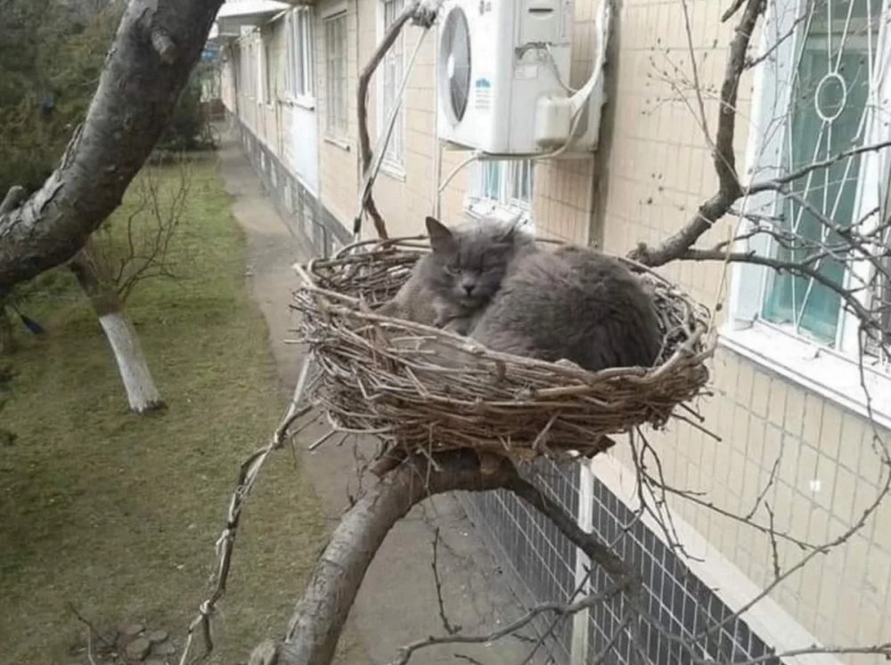 Кошачье гнездо