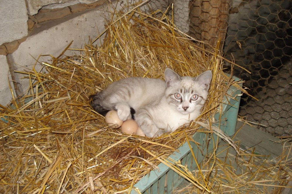Кошка высиживает яйца