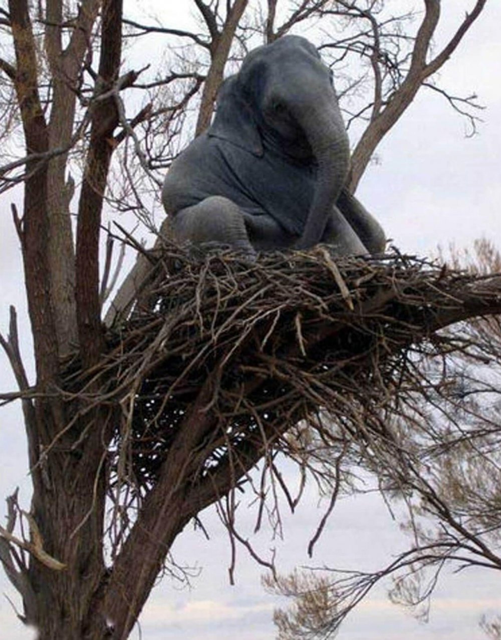 Слон залез на дерево