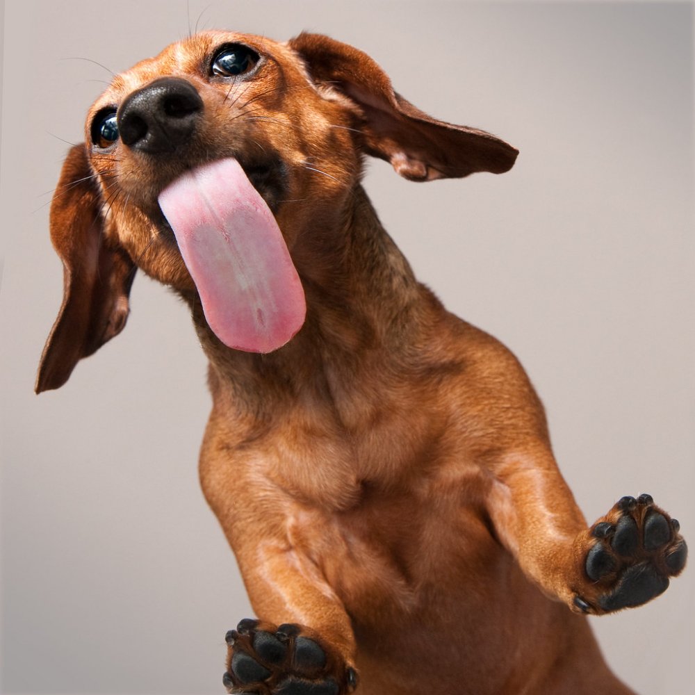 Собачка с высунутым языком