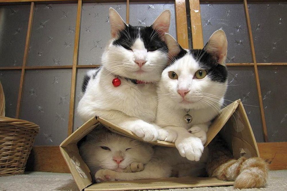 Кошки в коробках смешные