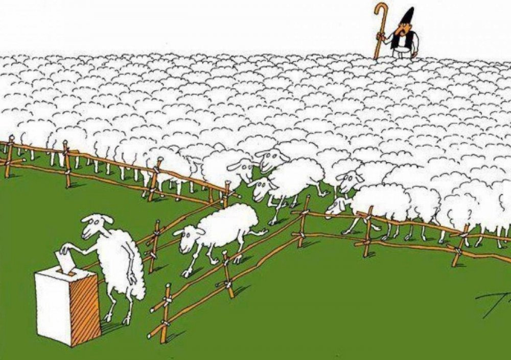 Карикатура овцы в загоне