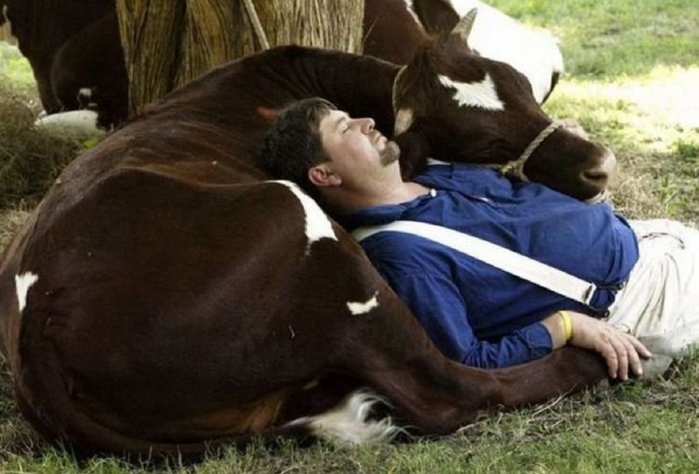 Корова спит