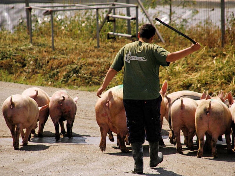 Стадо свиней