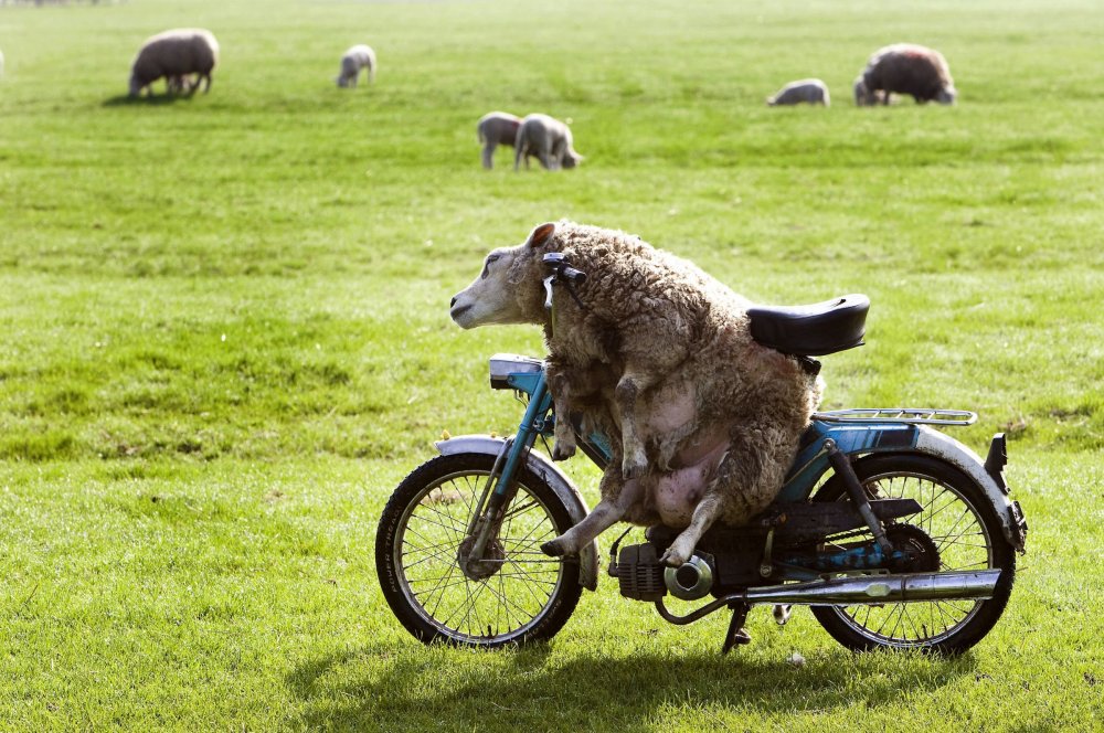 Овца на мотоцикле