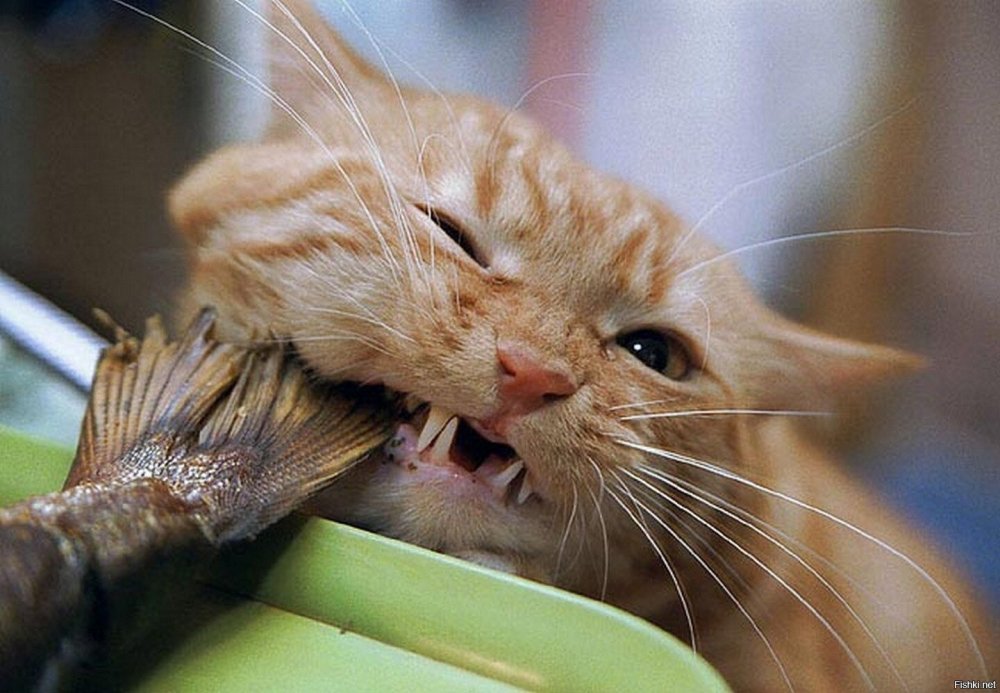 Кот с рыбой в зубах