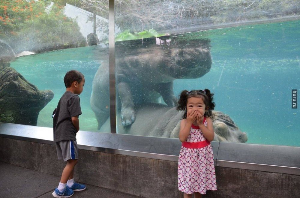 Дети в зоопарке