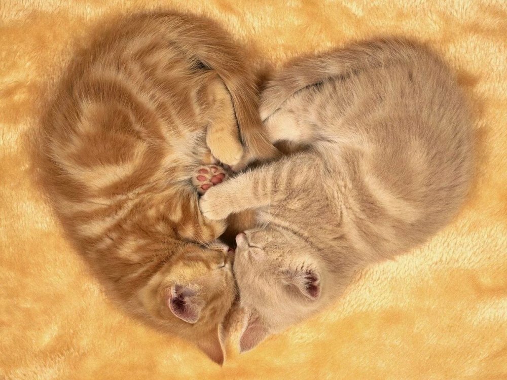 Кошки в виде сердца