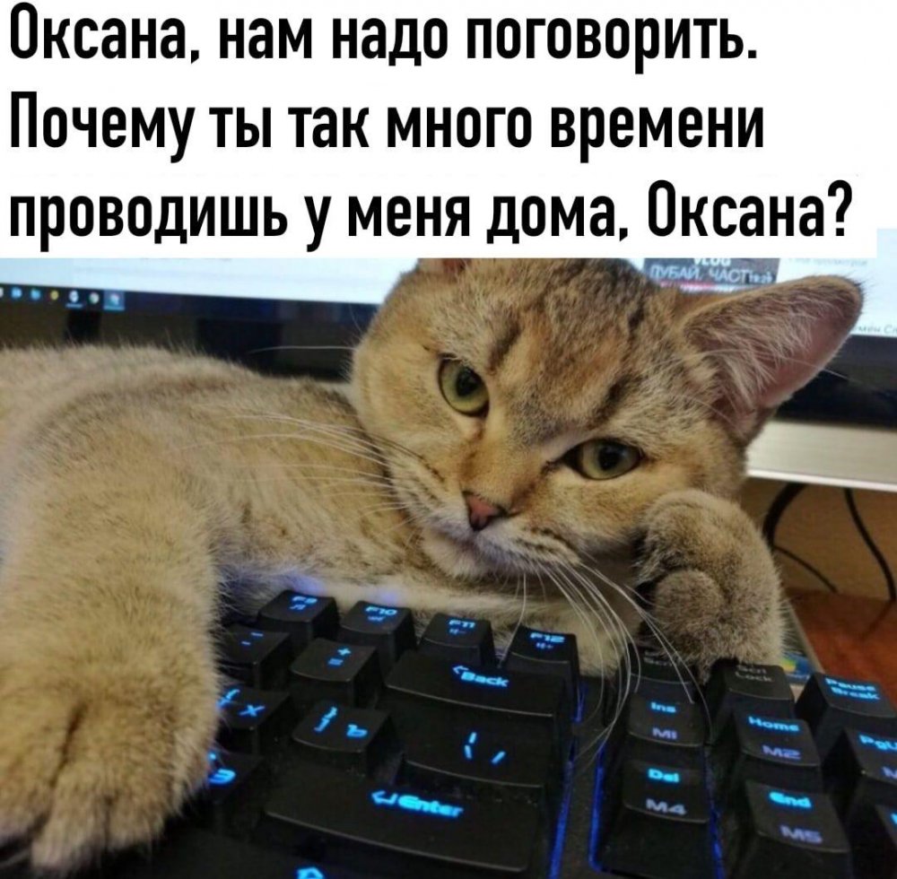 Мемы про котов и работу
