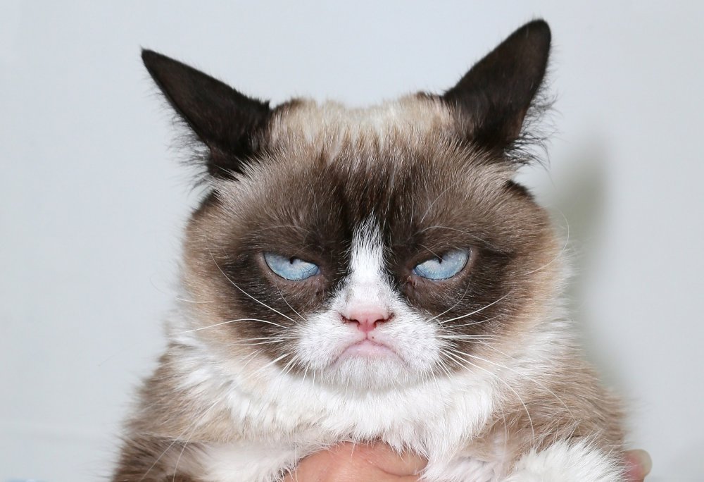 Недовольный кот Grumpy Cat