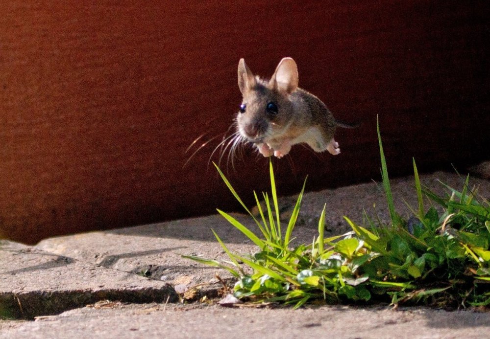 Мышь бежит