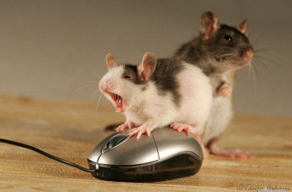 Смешная мышь