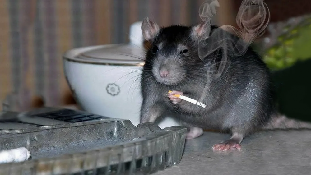 Крыса с сигаретой