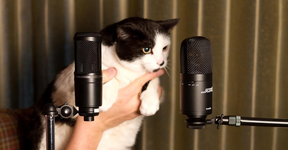 Кот с микрофоном