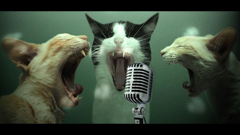 Котята поют