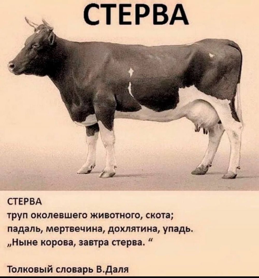 Высказывания про корову